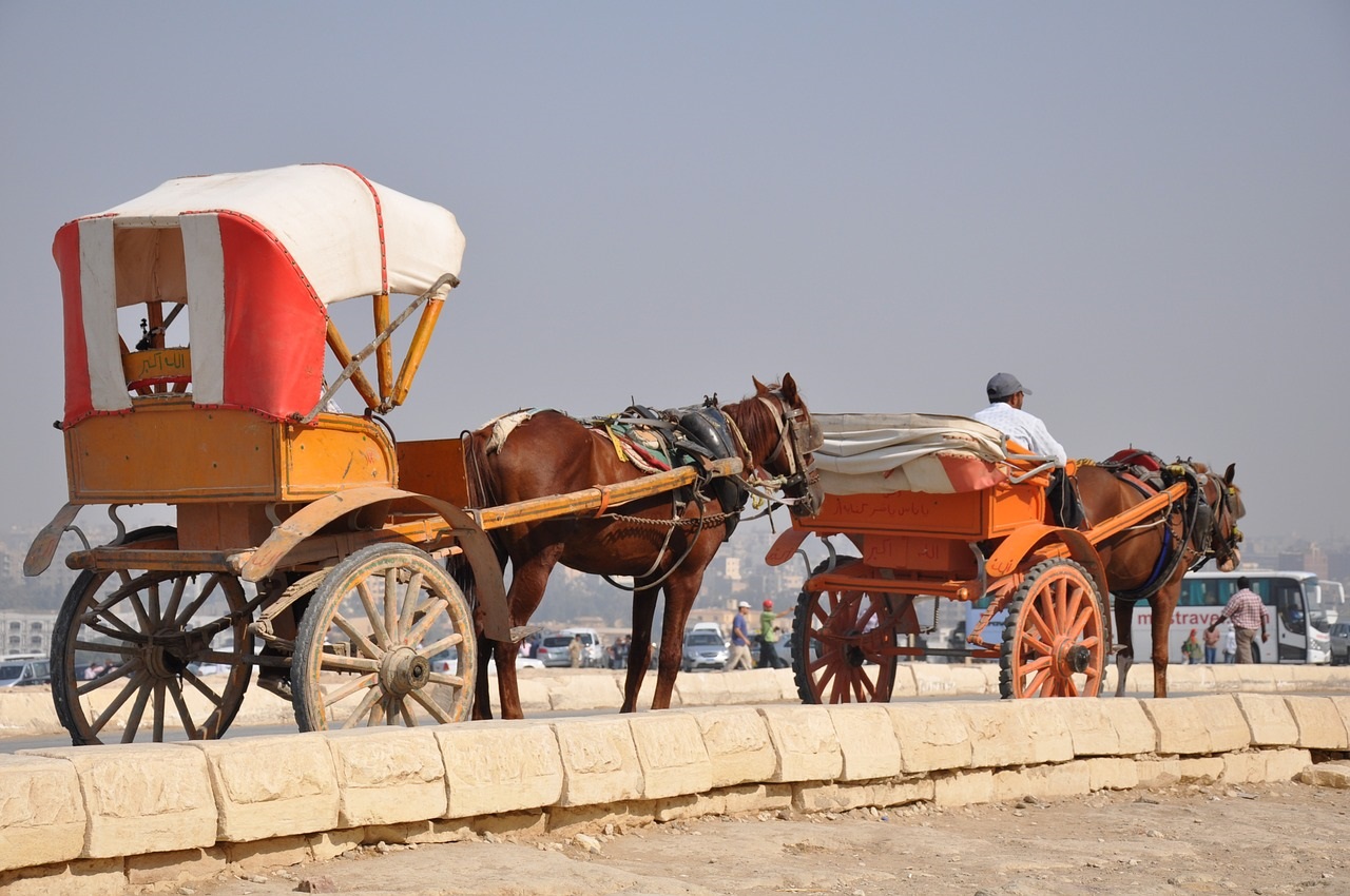 Comment atteler des chevaux en paire ?