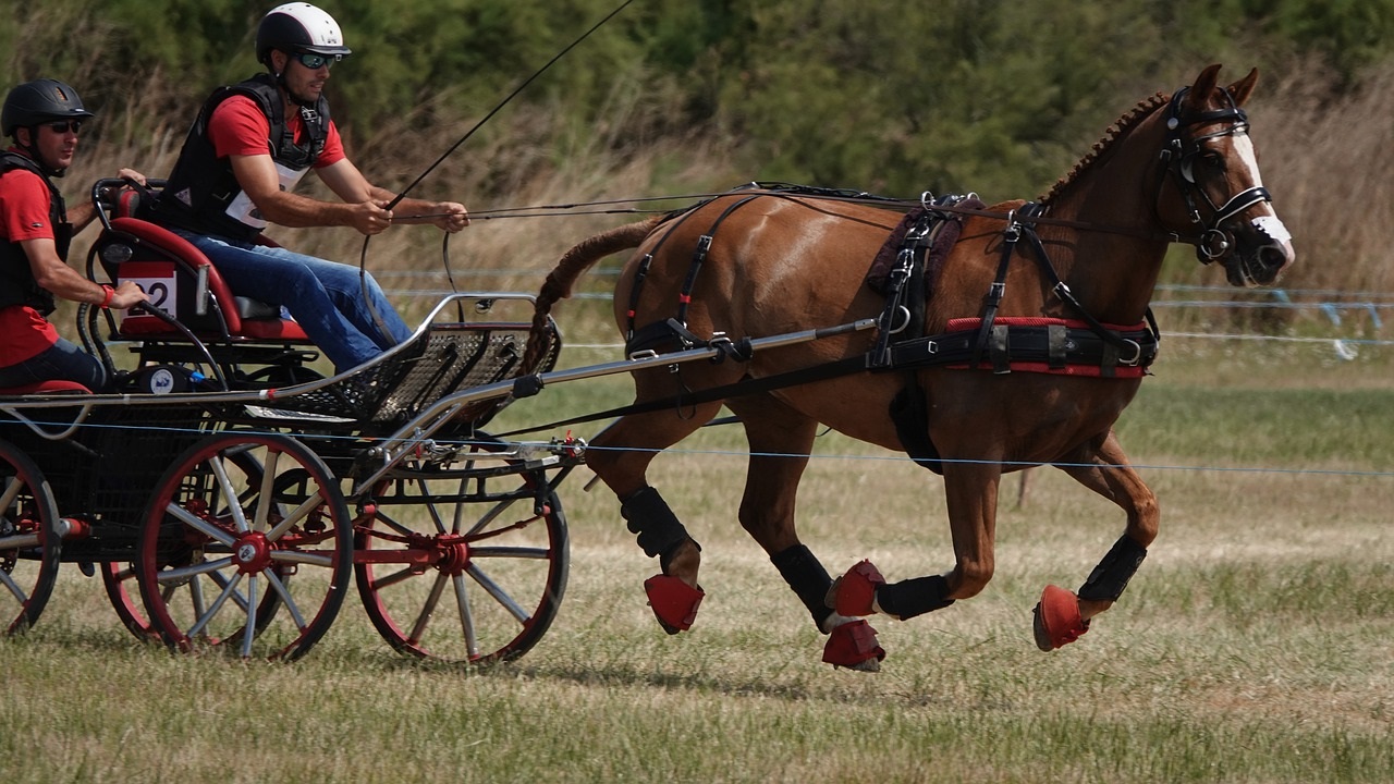 Quel cheval choisir pour l'attelage ?